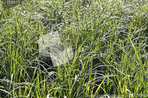 Image of Green grass. natural background texture. fresh spring green grass.