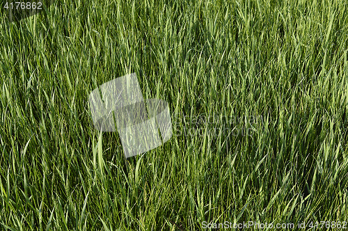 Image of Green grass. natural background texture. fresh spring green grass.
