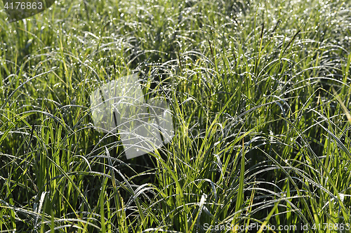 Image of Green grass. natural background texture. fresh spring green grass.