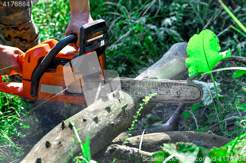 Image of Chainsaw cut wooden logs