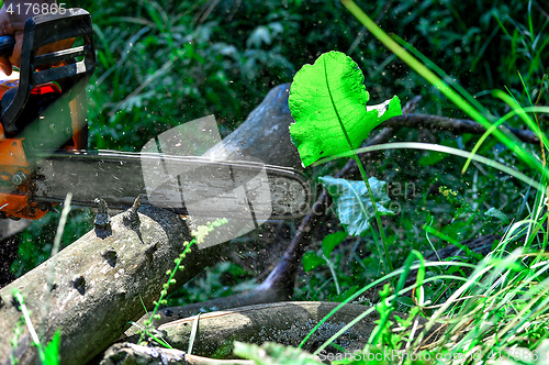 Image of Chainsaw cut wooden logs