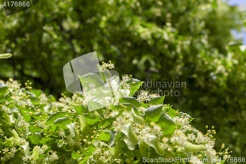Image of flowering linden trees