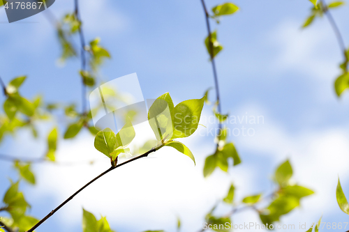 Image of linden leaves, spring