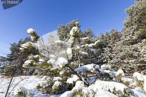 Image of spruce in the snow, winter