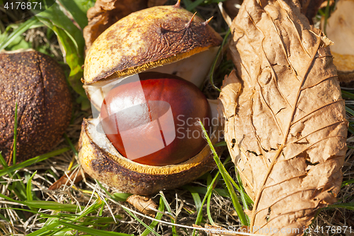 Image of ripe fruit chestnut