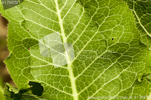 Image of green leaves of horseradish