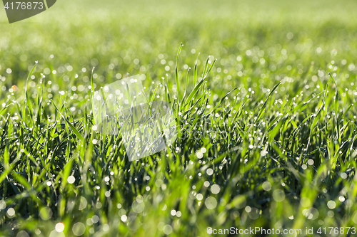 Image of young grass plants, close-up