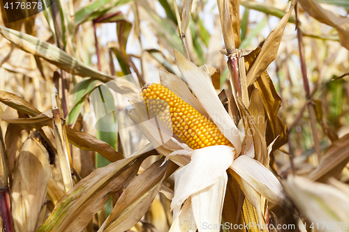 Image of Ripe yellow corn