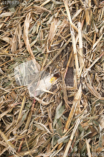 Image of husks and leaves of corn