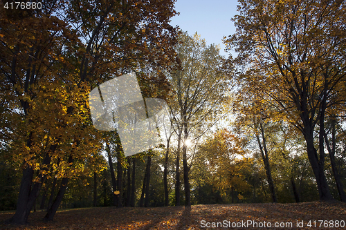 Image of yellowed maple trees in autumn