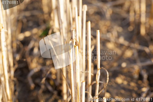 Image of Field harvested wheat crop