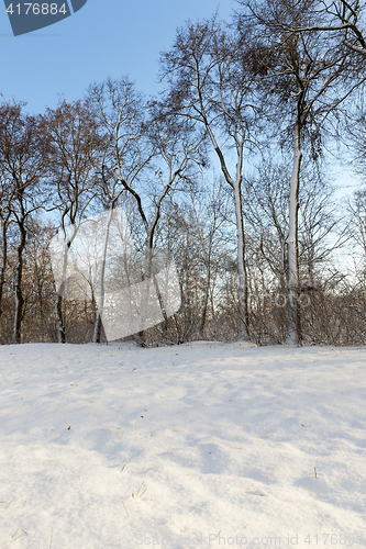 Image of trees in the forest in winter