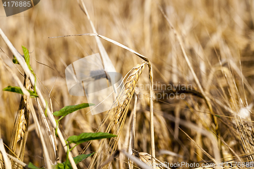 Image of mature cereal, close-up