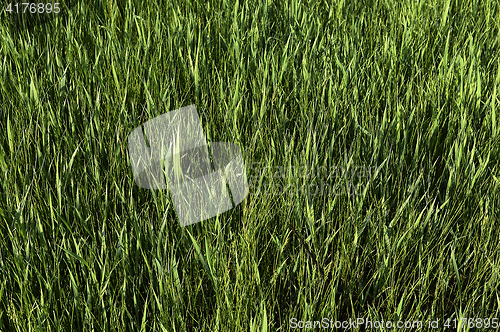 Image of Green grass. natural background texture. fresh spring green grass.
