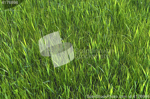 Image of Green grass. natural background texture. fresh spring green grass.