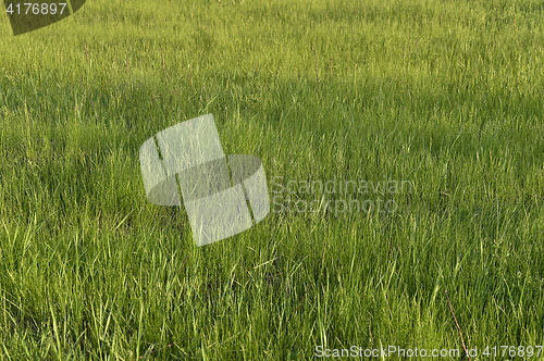 Image of Green grass. natural background texture. fresh spring green grass.