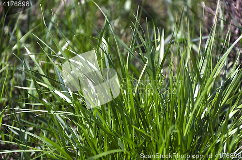 Image of Green grass. natural background texture. fresh spring green grass.