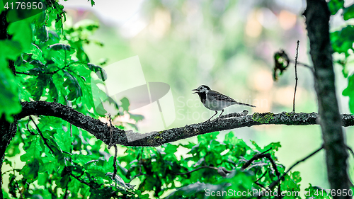 Image of Wagtail sitting on a tree branch