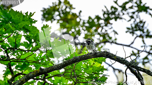 Image of Wagtail sitting on a tree branch