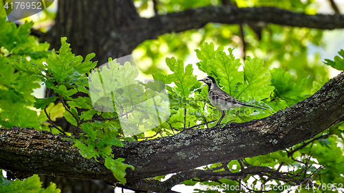 Image of Wagtail sitting on a tree branch