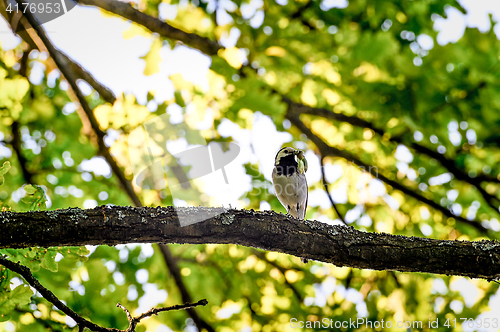 Image of Wagtail sitting on a tree branch