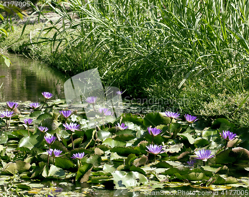 Image of real lake with lotus flowers, wild nature oriental