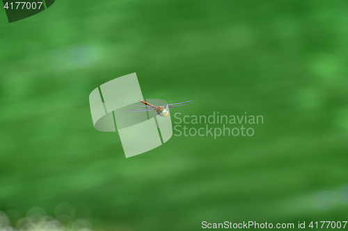 Image of Macro picture of dragonfly flying on the water