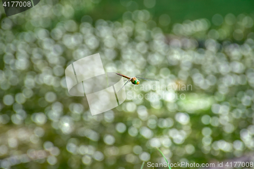 Image of Macro picture of dragonfly flying on the water