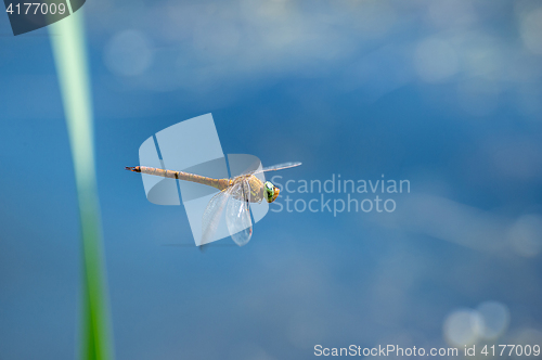 Image of Macro picture of dragonfly flying on the water