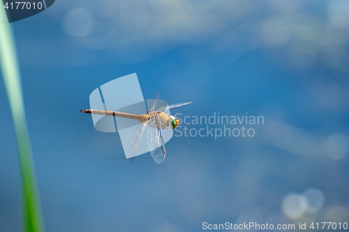 Image of Macro picture of dragonfly flying on the water