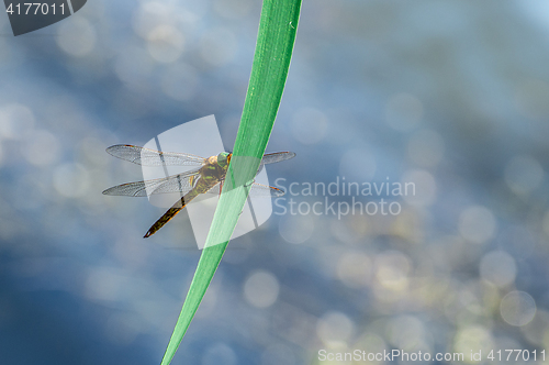 Image of Macro picture of dragonfly flying on the water