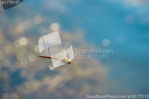 Image of Macro picture of dragonfly flying on the water