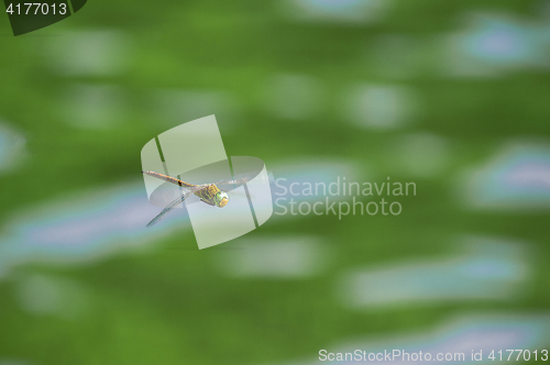 Image of Macro picture of dragonfly flying on the water