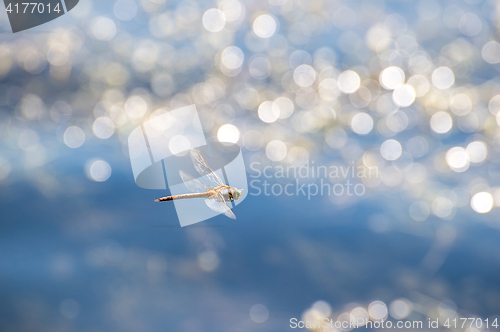 Image of Macro picture of dragonfly flying on the water