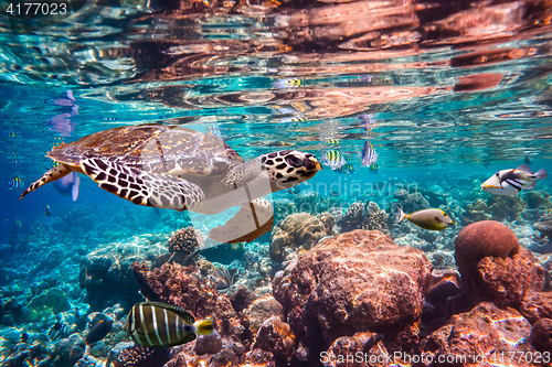 Image of Hawksbill Turtle - Eretmochelys imbricata