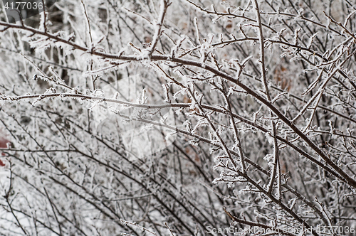 Image of The fog in the winter, the trees covered with hoarfrost