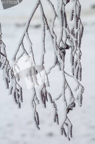 Image of Alder branches covered with frost, close-up