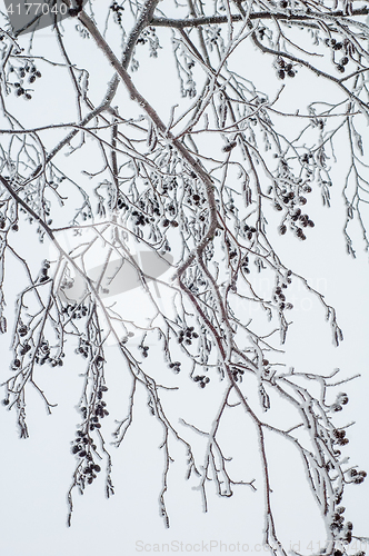 Image of Alder branches covered with frost, close-up