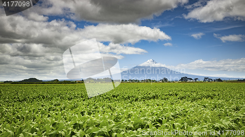 Image of Mount Taranaki in New Zealand