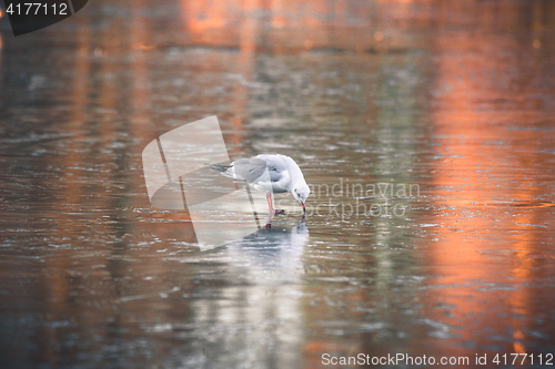 Image of Seagull looking for food on a frozen lake