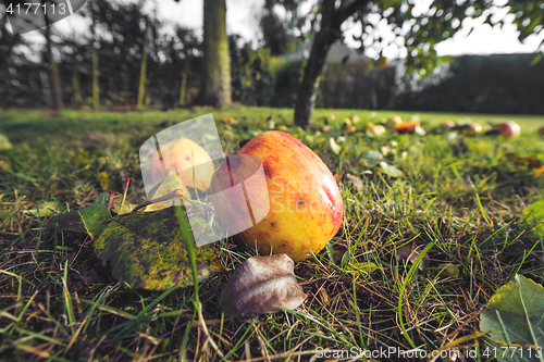 Image of Apples in autumn colors in a garden