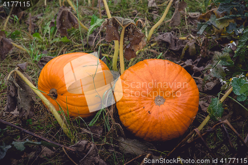 Image of Two large pumpkins in orange color