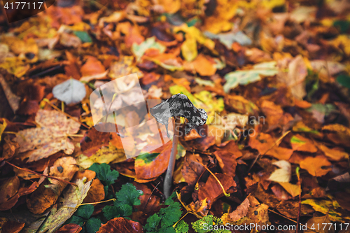 Image of Coprinopsis picacea mushroom in the forest