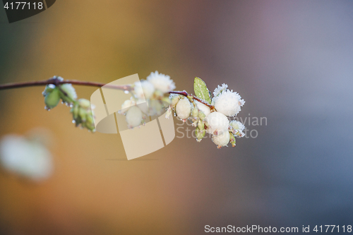 Image of Snowberries on a twig on a frosty winter morning