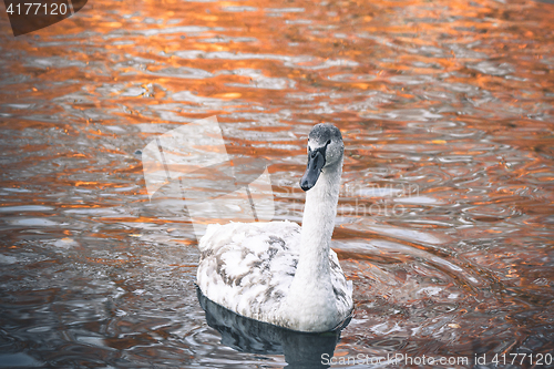 Image of Beautiful swan cygnet with white feathers