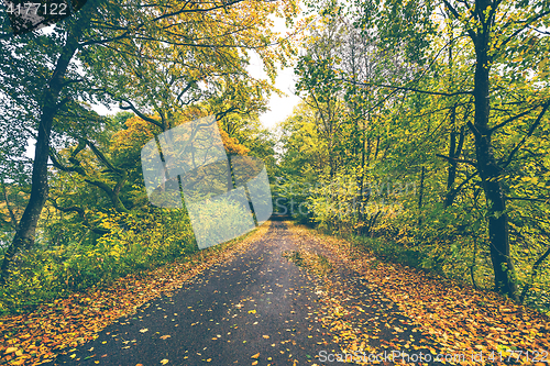 Image of Forest road covered with autumn leaves