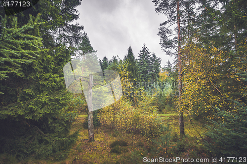 Image of Barenaked tree in a forest with colorful trees