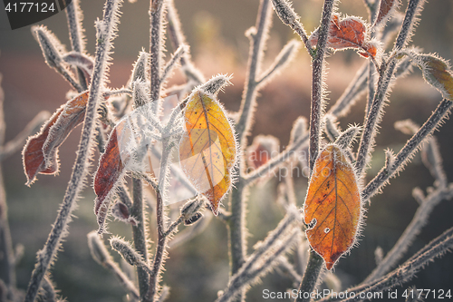 Image of Colorful leaves covered with frost