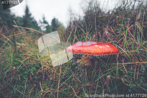 Image of Close-up of a Amanita Muscaria mushroom