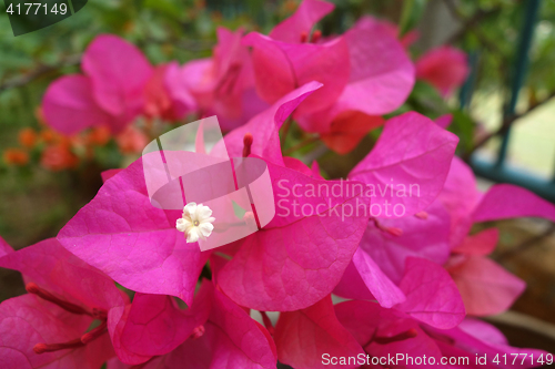 Image of Bougainvillea flower, close up